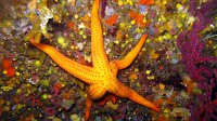 020 Etoile de mer lisse (Hacelia attenuata)